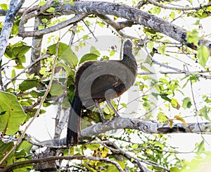 A rufous bellied chachalaca, Ortalis wagleri, perched on a tree branch in Mexico