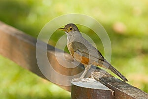 Rufous-bellied Thrush