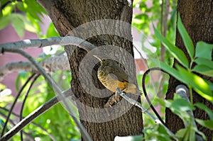 Rufous-bellied thrush, bird city