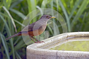 Rufous-bellied thrush, bird symbol of Brazil