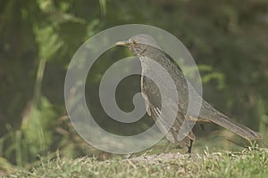 Rufous-bellied thrush on the field photo