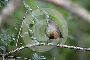 Rufous-bellied thrush, Turdus rufiventris