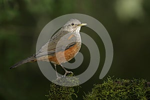 Rufous-bellied thrush, Turdus rufiventris