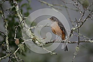 Rufous-bellied thrush, Turdus rufiventris