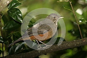 Rufous-bellied thrush, Turdus rufiventris