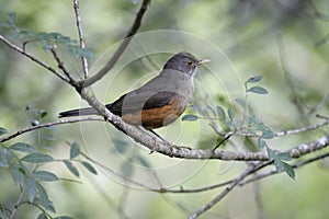 Rufous-bellied thrush, Turdus rufiventris