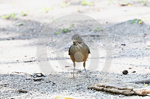 Rufous-bellied Thrush (Turdus rufiventris) in Brazil