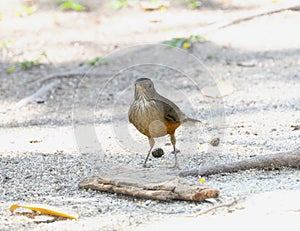 Rufous-bellied Thrush (Turdus rufiventris) oin Brazil