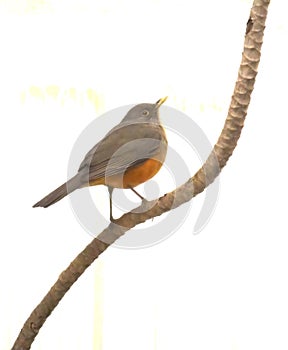 rufous bellied thrush (Turdus rufiventris) perched on a branch isolated on a white background photo