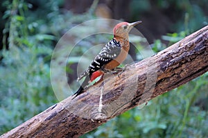 Rufous-bellied Woodpecker