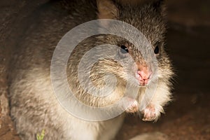 Rufous Bettong photo