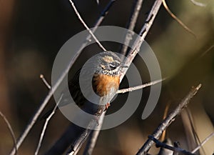 Rufous-breasted accentor