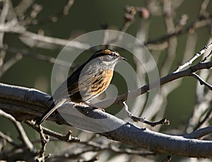 Rufous-breasted accentor