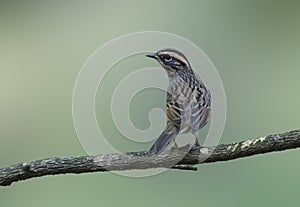 Rufous breasted accentor