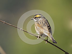 Rufous Breasted Accentor Prunella Strophiata