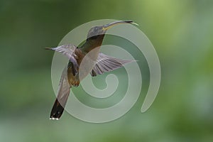 Rufous breasted Hermit, Cloud Forest, Peru