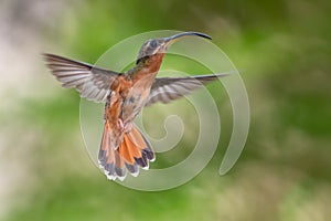 A Rufous-breasted Hermit hummingbird, Glaucis hirsutus, with a bokeh hackground