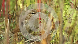 Rufous bush-chat aka Rufous-tailed scrub robin Cercotrichas galactotes