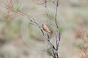 Rufous bush robin (Cercotrichas galactotes) singing