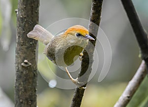 Rufous capped babbler