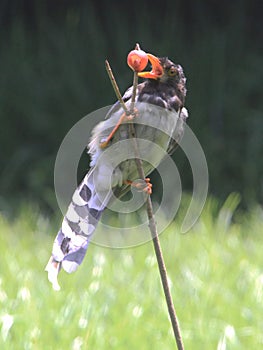 Rufous-capped Babbler