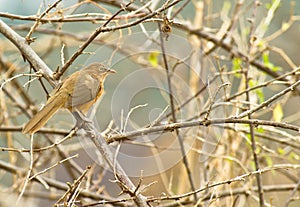 A Rufous Chatterer