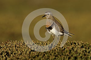 Rufous-chested dotterel, Charadrius modestus