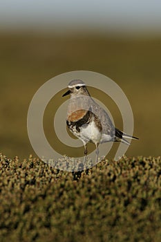 Rufous-chested dotterel, Charadrius modestus