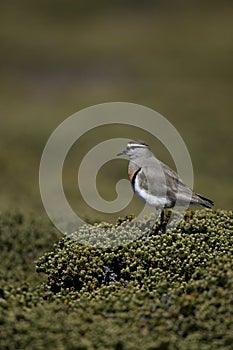 Rufous-chested dotterel, Charadrius modestus