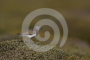 Rufous-chested Dotterel in the Falkland Islands