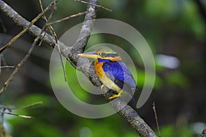 Rufous-collared Kingfisher Actenoides concretus