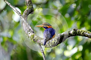 Rufous-collared Kingfisher Actenoides concretus