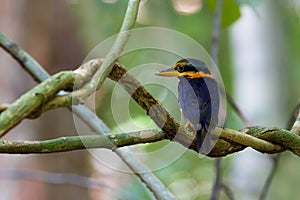Rufous-collared Kingfisher