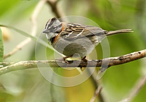 Rufous-collared Sparrow photo