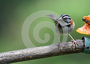 Rufous-collared sparrow or Andean sparrow Zonotrichia capensis