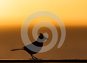 Rufous-collared Sparrow