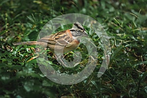 Rufous-collared Sparrow bird