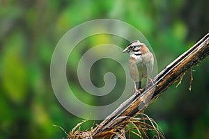 Rufous-collared Sparrow bird