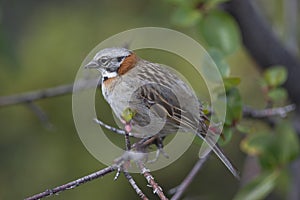 Rufous-collared Sparrow on a Branch