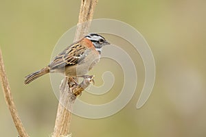 Rufous-collared Sparrow on a branch