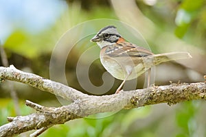 Rufous-collared Sparrow in Costa Rica