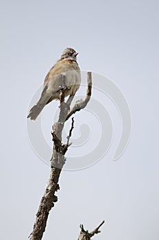 Rufous-collared sparrow perched on a tree branch.