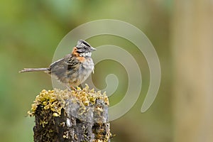 Rufous-collared Sparrow on a pole