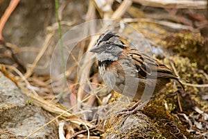 Rufous-collared Sparrow portrait