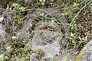 rufous collared sparrow posing on a branch