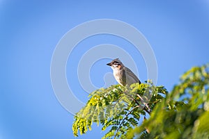 rufous collared sparrow posing on a branch