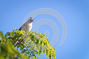 rufous collared sparrow posing on a branch