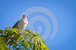 rufous collared sparrow posing on a branch