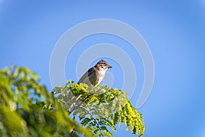 rufous collared sparrow posing on a branch