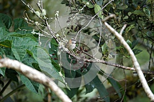 Rufous-collared sparrow sitting on a tree branch in natural environment